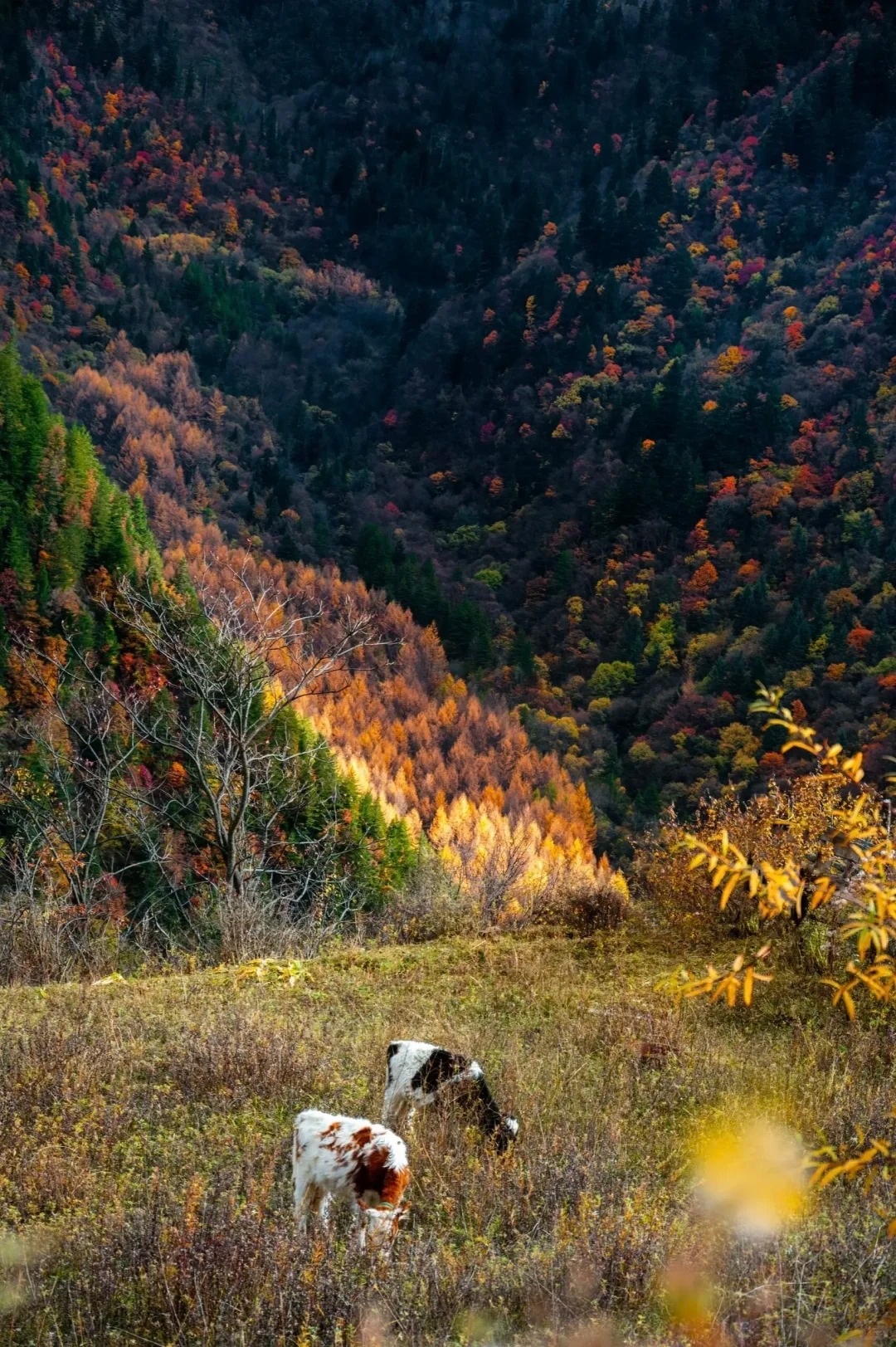 _5_最近的遥远_川西黑水县-来自52tours 我爱旅游网